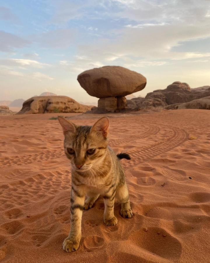 Flowers Rum Camp Wadi Rum Luaran gambar